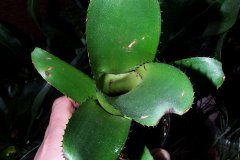 Aechmea-nudicaulis-good-bands