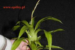 Aechmea-yellow-spitit