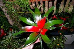 Aechmea_sp._4cc352dc43b0e