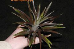 Ananas__Champaca_4cc4b38e33bf2