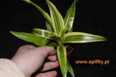 Ananas__bont__4cc4b369ed55c