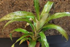 Ananas_sp._4ff4bc142ca44