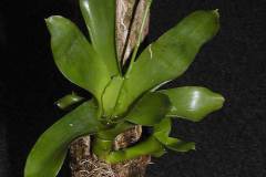 Catopsis-morreniana