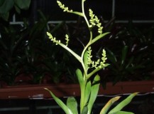 Catopsis_bertero_5088777b3e63a
