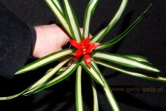 Guzmania-Firecracker