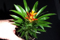 Guzmania-Theresa