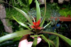Guzmania-minor