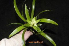 Guzmania__copito_4cc4b3e023227