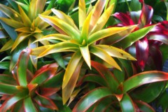 Guzmania_sp._4fe259a647a3e