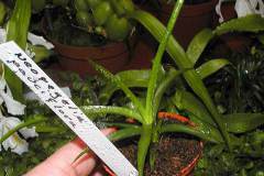 Neoregelia-pauciflora