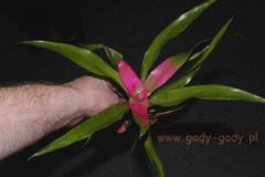 Neoregelia__nuan_4cc3603955f84