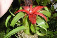 Neoregelia_pendu_4cc35fd42881a