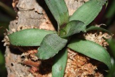 Neoregelia_sp._50886e8354ae9