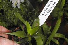 Vriesea-simplex