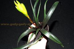 Vriesea_Blecheri_4cc35f50a9866