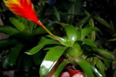 Vriesea__Solo__4cc4b7f82306a