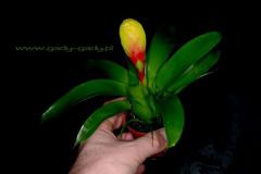 Vriesea__era__4cc34f4358bd7