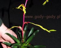 Vriesea_delicatu_4cc35f8363a7f