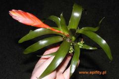 Vriesea_duvalian_4cc4b79f03e8b