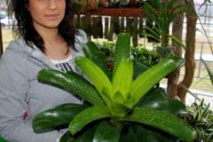 Vriesea_fenestra_4cc4b85d0df7f