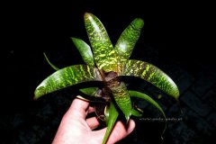 Vriesea_fosteria_4d0fda4f15533