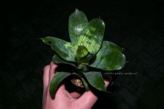 Vriesea_gigantea_4d0fdacd36ad8