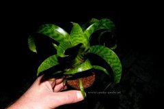 Vriesea_hierogly_4d0fdbbd02678