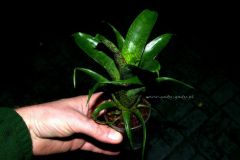 Vriesea_racinae_4d0fdc67b2676