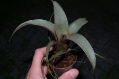 Vriesea_saunders_4d0fdd5c3b051