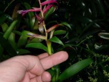 Vriesea_sp.__bor_4cc34f8f31690