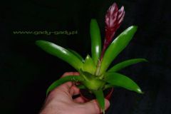 Vriesea_sp._czar_4cc35006ee604