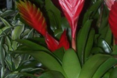 Vriesea_sp._czer_4ebb3309c8848