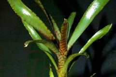 neoregelia_ampullacea