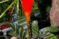 vriesea6