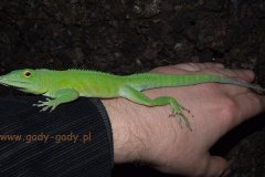 Anolis-garmani