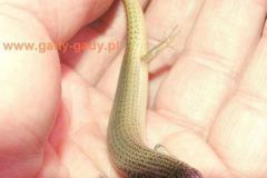 Chalcides_ocella_4c7ff05d64bc6