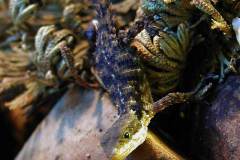 Cordylus-tropidosternum-jon