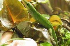anolis_c