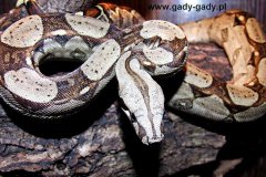 boa-constrictor