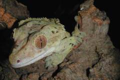 cilliatus