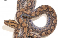 e_c_maurus