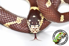 getula