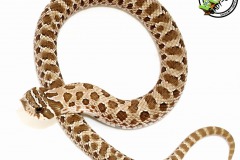 heterodon_2