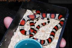hybryda
