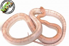 hypolavender