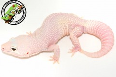 leopard_blizzard