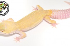 leoparp_patternless