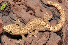 lugubris