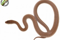 mahoniowka