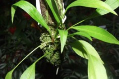 Anthurium_Gracil_519d4c5003a6b